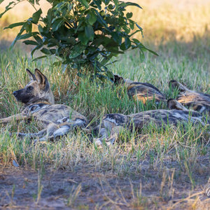 2024-05-01 - De wilde honden lagen heerlijk te slapen<br/>Kwai Lediba Camp - Kwai (Okavango Delta) - Botswana<br/>Canon EOS R6m2 - 400 mm - f/7.1, 1/500 sec, ISO 1600