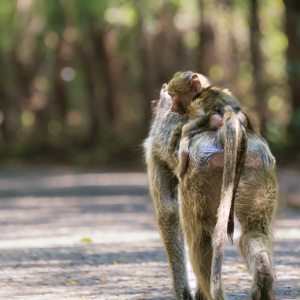 2024-04-26 - Lekker bij mama-baviaan op de rug<br/>Victoria Falls - Victoria Falls - Zimbabwe<br/>Canon EOS R5 - 400 mm - f/7.1, 1/400 sec, ISO 6400