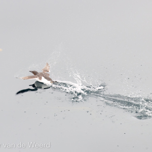 2022-07-20 - Kortbekzeekoet gaat er vandoor<br/>Spitsbergen<br/>Canon EOS R5 - 400 mm - f/5.6, 1/500 sec, ISO 800