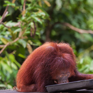 2009-08-17 - Jammer, bijna op...<br/>Sepilok Orang-utan Rehabilitatio - Sandakan - Maleisië<br/>Canon EOS 50D - 400 mm - f/5.6, 1/400 sec, ISO 1600