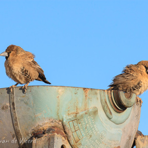 2007-08-07 - Republikeinwevervogels<br/>Kokerboomwoud - Keetmanshoop - Namibie<br/>Canon EOS 30D - 400 mm - f/20.0, 1/200 sec, ISO 200