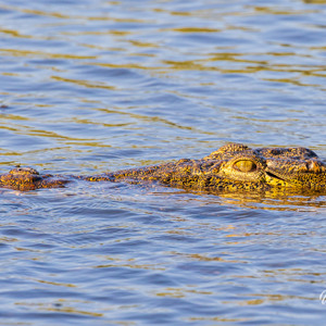 2024-04-27 - Krokodil close-up<br/>Zambezi rivier - Victoria Falls - Zimbabwe<br/>Canon EOS R5 - 400 mm - f/8.0, 1/500 sec, ISO 800