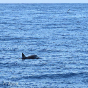 2021-11-02 - Yeah, dolfijn gespot<br/>Zee bij Puerto Rico - Spanje<br/>Canon PowerShot SX70 HS - 35.5 mm - f/5.6, 1/640 sec, ISO 100