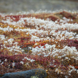 2023-09-17 - Wit wollegras tussen het rode alpenberendruif<br/>Eagle’s Nest - Ella Island - Groenland<br/>Canon EOS R6m2 - 400 mm - f/8.0, 1/200 sec, ISO 1250
