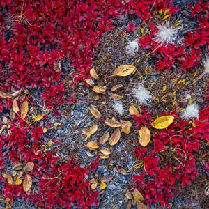 2023-09-17 - Kleurcontrast<br/>Eagle’s Nest - Ella Island - Groenland<br/>Canon EOS R6m2 - 35 mm - f/16.0, 1/15 sec, ISO 400