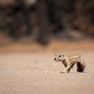 2007-08-12 - Grond-eekhoorn<br/>Solitair - Namibie<br/>Canon EOS 30D - 400 mm - f/5.6, 1/1600 sec, ISO 100