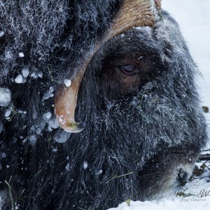 2011-02-10 - Wisent met sneeuw en ijs op de kop<br/>Ranua Wildlife Park - Ranua - Finland<br/>Canon EOS 7D - 420 mm - f/4.0, 1/80 sec, ISO 200