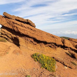 2022-11-12 - Toch ook weer bloemen op de droge rode rotsen<br/>Rocque de los Muchachos - La Palma - Canarische eilanden - Spanje<br/>Canon EOS R5 - 24 mm - f/8.0, 1/250 sec, ISO 200