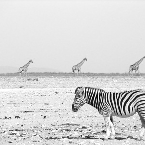 2007-08-18 - In tegengestelde richting<br/>Poel “Gemsbokvlakte” - Etosha - Namibie<br/>Canon PowerShot S2 IS - 72 mm - f/5.0, 1/1000 sec, ISO 50