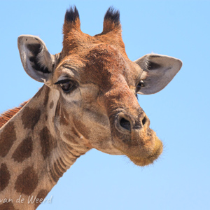 2007-08-21 - Halloooo!<br/>Etosha NP - Namibie<br/>Canon EOS 30D - 400 mm - f/5.6, 1/1600 sec, ISO 200