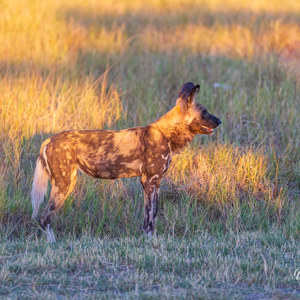 2024-05-01 - Eind van de middag zagen we de wilde honden weer<br/>Kwai Lediba Camp - Kwai (Okavango Delta) - Botswana<br/>Canon EOS R6m2 - 400 mm - f/7.1, 1/400 sec, ISO 2500