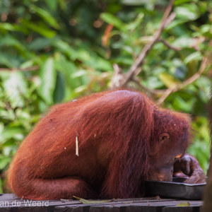 2009-08-17 - Mmm, lekker melk slobberen<br/>Sepilok Orang-utan Rehabilitatio - Sandakan - Maleisië<br/>Canon EOS 50D - 400 mm - f/5.6, 1/400 sec, ISO 1600