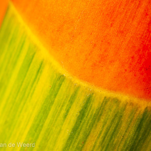 2009-08-28 - Close-up van de bamboe<br/>Orchideentuin - Kuala Lumpur - Maleisië<br/>Canon EOS 50D - 60 mm - f/8.0, 1/200 sec, ISO 200