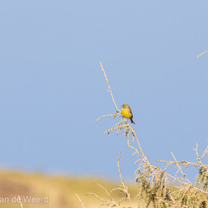 2022-11-12 - Geelgors (denken we)<br/>La Palma - Canarische eilanden - Spanje<br/>Canon EOS R5 - 400 mm - f/5.6, 1/1000 sec, ISO 400