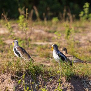 2024-04-27 - Witkruinkievit<br/>Zambezi rivier - Victoria Falls - Zimbabwe<br/>Canon EOS R5 - 400 mm - f/8.0, 1/640 sec, ISO 800