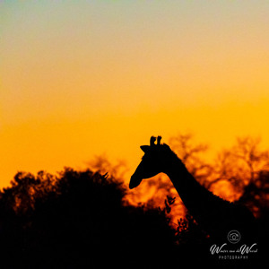 2024-05-01 - Giraf silhouet bij zonsondergang<br/>Kwai Lediba Camp - Kwai (Okavango Delta) - Botswana<br/>Canon EOS R6m2 - 400 mm - f/7.1, 1/40 sec, ISO 12800