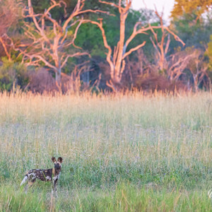 2024-05-01 - Het doel van alle aandacht: een andere groep wilde honden aan de<br/>Kwai Lediba Camp - Kwai (Okavango Delta) - Botswana<br/>Canon EOS R6m2 - 400 mm - f/6.3, 1/500 sec, ISO 6400