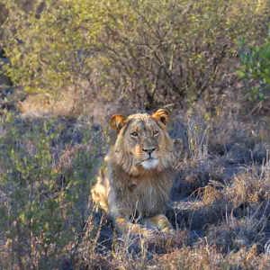 2024-05-07 - Zoekplaatje - vind de tweede leeuw<br/>Deception Valley Lodge - Central Kalahari Game Reserve - Botswana<br/>Canon EOS R6m2 - 214 mm - f/6.3, 1/250 sec, ISO 500