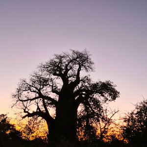 2024-05-03 - Uiteraard mag een baobab boom niet ontbreken hier<br/>Planet Baobab - Gweta - Botswana<br/>SM-G981B - 5.4 mm - f/1.8, 1/35 sec, ISO 640