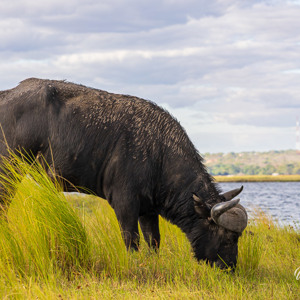 2024-04-28 - Buffel bij het water<br/>Chobe NP - Muchenje - Botswana<br/>Canon EOS R6m2 - 135 mm - f/7.1, 1/160 sec, ISO 250