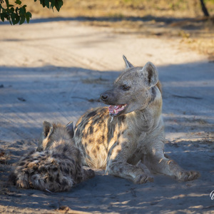 2024-05-01 - Hyena met jong<br/>Kwai Lediba Camp - Kwai (Okavango Delta) - Botswana<br/>Canon EOS R6m2 - 241 mm - f/7.1, 1/250 sec, ISO 400