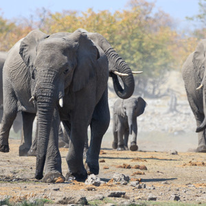2007-08-19 - De kleintjes werden goed beschermd<br/>Etosha NP - Namibie<br/>Canon EOS 30D - 400 mm - f/5.6, 1/640 sec, ISO 200