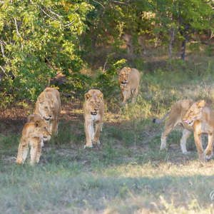 2024-04-27 - Het was een troep van 8 tot 10 leeuwen<br/>Chobe NP - Muchenje - Botswana<br/>Canon EOS R6m2 - 188 mm - f/7.1, 1/200 sec, ISO 1000
