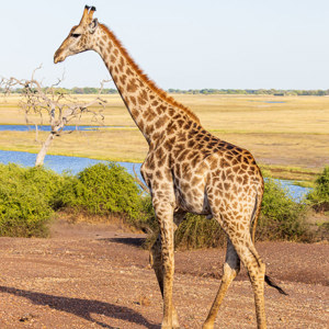 2024-04-28 - Prachtig elegant<br/>Chobe NP - Muchenje - Botswana<br/>Canon EOS R6m2 - 100 mm - f/7.1, 1/200 sec, ISO 100