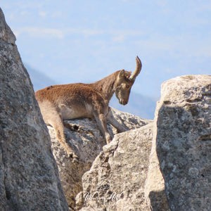 2023-05-01 - Spaanse steenbok (Iberian Ibex)<br/>Paraje Natural Torcal de Anteque - Antequera - Spanje<br/>Canon PowerShot SX70 HS - 247 mm - f/6.5, 1/320 sec, ISO 100