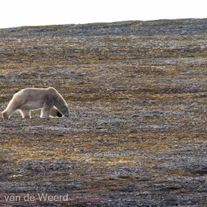 2022-07-15 - Op zoek naar wat eetbaars<br/>Spitsbergen<br/>Canon EOS R5 - 400 mm - f/7.1, 1/1250 sec, ISO 800