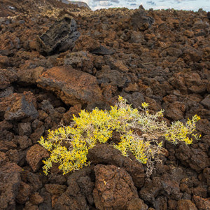 2022-11-08 - De eerste pionier op de lava<br/>Faro de Salomera - La Palma - Canarische eilanden - Spanje<br/>Canon EOS R5 - 24 mm - f/8.0, 0.02 sec, ISO 200