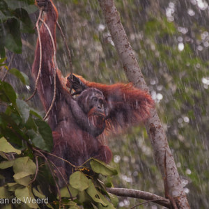 2009-08-21 - #@%$&* een tropische regenbui<br/>Borneo Rainforest Lodge - Danum Valley - Maleisië<br/>Canon EOS 50D - 400 mm - f/5.6, 1/125 sec, ISO 1600