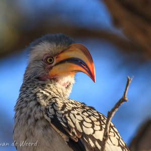 2007-08-16 - Geelsnavelneushoornvogel<br/>Brandberg White Lady Lodge - Uis - Namibie<br/>Canon EOS 30D - 400 mm - f/8.0, 1/160 sec, ISO 200