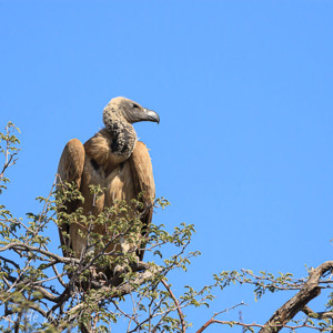 2007-08-22 - Witruggier (Gyps africanus)<br/>Onderweg - Namibie<br/>Canon EOS 30D - 400 mm - f/6.3, 1/1000 sec, ISO 200