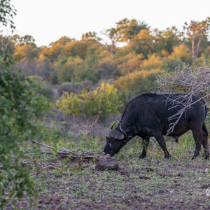 2024-04-28 - Buffel stier<br/>Chobe NP - Muchenje - Botswana<br/>Canon EOS R6m2 - 255 mm - f/7.1, 1/250 sec, ISO 2500