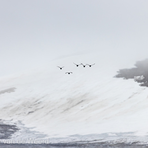 2022-07-19 - Ijzig landschap met een groepje vogels<br/>Spitsbergen<br/>Canon EOS R5 - 400 mm - f/5.6, 1/1600 sec, ISO 800