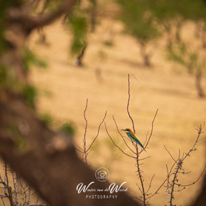 2023-04-27 - Bijeneter<br/>Hernan Valle - Spanje<br/>Canon EOS R5 - 400 mm - f/6.3, 1/640 sec, ISO 400