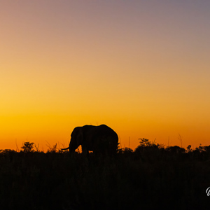 2024-05-01 - Olifant silhouet bij zonsondergang<br/>Kwai Lediba Camp - Kwai (Okavango Delta) - Botswana<br/>Canon EOS R6m2 - 100 mm - f/6.3, 1/200 sec, ISO 6400