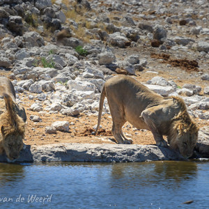 2007-08-18 - Wat een prachtig gezicht!<br/>Etosha NP - Namibie<br/>Canon EOS 30D - 400 mm - f/6.3, 1/500 sec, ISO 200