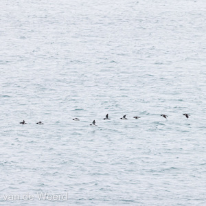 2022-07-18 - Kortbekzeekoeten in formatie<br/>Torellneset - Spitsbergen<br/>Canon EOS R5 - 400 mm - f/5.6, 1/4000 sec, ISO 1250