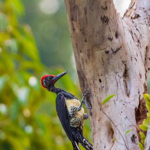 2009-08-17 - Witbuikspecht (Dryocopus javensis, White-Bellied Woodpecker)<br/>Hotel Sepilok Nature Resort - Sandakan - Maleisië<br/>Canon EOS 50D - 400 mm - f/6.3, 1/640 sec, ISO 1250