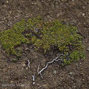 2022-07-21 - Soort boom op de grond<br/>Sarkofagen - Lonngyearbyen - Spitsbergen<br/>Canon EOS R5 - 50 mm - f/11.0, 1/60 sec, ISO 200