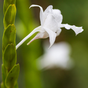 2009-08-16 - Tsja, ook een orchidee?<br/>Hotel Sepilok Nature Resort - Sandakan - Maleisië<br/>Canon EOS 50D - 60 mm - f/3.2, 1/400 sec, ISO 200