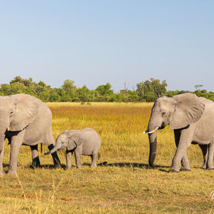 2024-05-02 - Na het drinken vertrok de groep weer<br/>Moremi Game Reserve - Kwai (Okavango Delta) - Botswana<br/>Canon EOS R6m2 - 100 mm - f/7.1, 1/250 sec, ISO 100