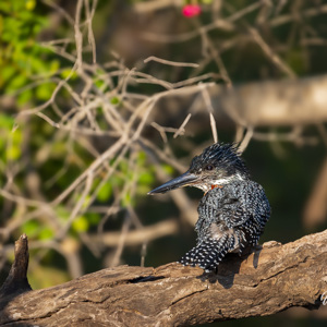 2024-04-27 - Afrikaanse reuzenijsvogel<br/>Zambezi rivier - Victoria Falls - Zimbabwe<br/>Canon EOS R5 - 400 mm - f/7.1, 1/500 sec, ISO 800