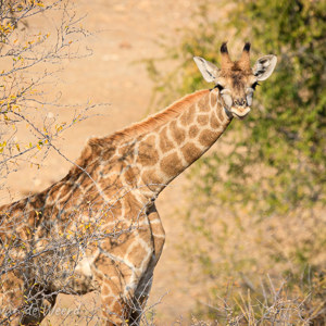 2007-08-05 - Are you looking at me?<br/>Daan Viljoen NP - Windhoek - Namibie<br/>Canon EOS 30D - 400 mm - f/8.0, 1/800 sec, ISO 200