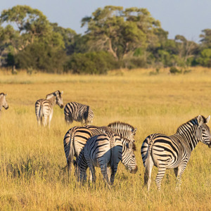 2024-05-02 - Zebras op de savanne<br/>Moremi Game Reserve - Kwai (Okavango Delta) - Botswana<br/>Canon EOS R6m2 - 300 mm - f/7.1, 1/8000 sec, ISO 6400