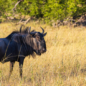 2024-05-02 - Wildebeest<br/>Moremi Game Reserve - Kwai (Okavango Delta) - Botswana<br/>Canon EOS R6m2 - 300 mm - f/7.1, 1/320 sec, ISO 500