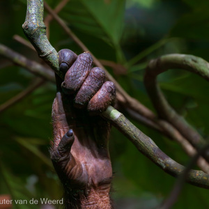 2009-08-17 - Laatste houvast voor de orang-oetan?! - photoItem.Description<br/>Sepilok Orang-utan Rehabilitatio - Sandakan - Maleisië<br/>Canon EOS 50D - 400 mm - f/5.6, 1/640 sec, ISO 1600