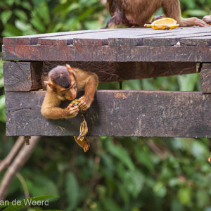 2009-08-17 - UIt zicht het gepikte banaantje opeten<br/>Sepilok Orang-utan Rehabilitatio - Sandakan - Maleisië<br/>Canon EOS 50D - 400 mm - f/5.6, 1/400 sec, ISO 1600